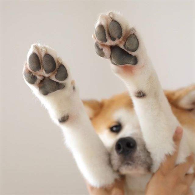 《遛狗前汪Touch一下》測量一下地面溫度避免寶貝肉球燙傷喔～