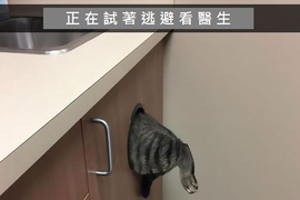《貓的Snapchat》在背後靠北~邊走以為朕不知道嗎? 《貓的Snapchat》在背後靠北~邊走以為朕不知道嗎?