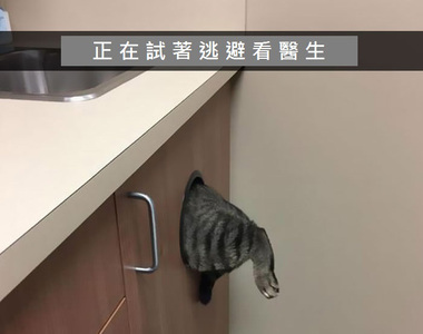 《貓的Snapchat》在背後靠北~邊走以為朕不知道嗎? 《貓的Snapchat》在背後靠北~邊走以為朕不知道嗎?