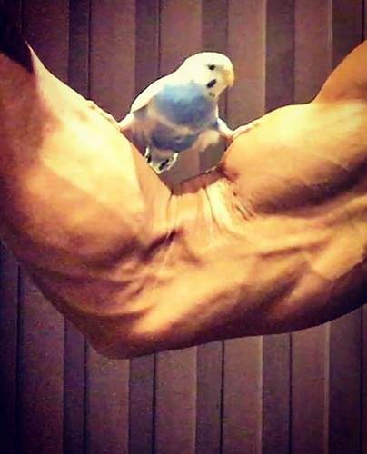 《肌肉與鸚鵡的反差萌》不怕站不住給你滿滿的大肌肉