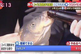 日本奇妙祭典《餵鯉魚喝酒放生》是可以接受的傳統還是虐待動物? 日本奇妙祭典《餵鯉魚喝酒放生》是可以接受的傳統還是虐待動物?