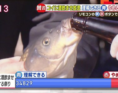 日本奇妙祭典《餵鯉魚喝酒放生》是可以接受的傳統還是虐待動物? 日本奇妙祭典《餵鯉魚喝酒放生》是可以接受的傳統還是虐待動物?