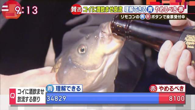 日本奇妙祭典《餵鯉魚喝酒放生》是可以接受的傳統還是虐待動物？