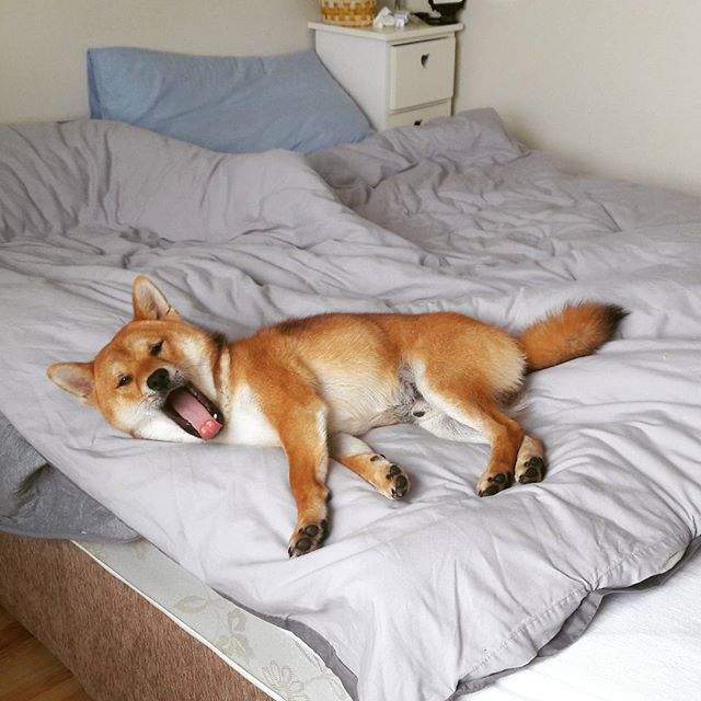 撒嬌的汪星人《學貓叫的柴犬》人家想上床睡覺~喵嗚~ 撒嬌的汪星人《學貓叫的柴犬》人家想上床睡覺~喵嗚~