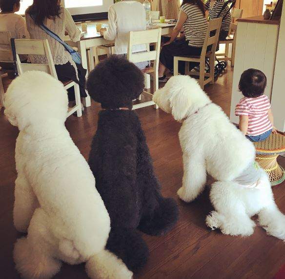 他們全部都是《阿嬤帶大的狗》果然阿嬤之手才是進化重要元素