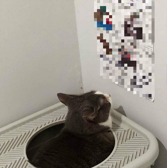 難怪牠最近都待在廁所好久《給貓看的報紙》原來隔壁家的黑貓拿獎了阿 難怪牠最近都待在廁所好久《給貓看的報紙》原來隔壁家的黑貓拿獎了阿