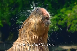 《大塚明夫配音的水豚》低音水豚淋浴好~蘇~湖~ 《大塚明夫配音的水豚》低音水豚淋浴好~蘇~湖~