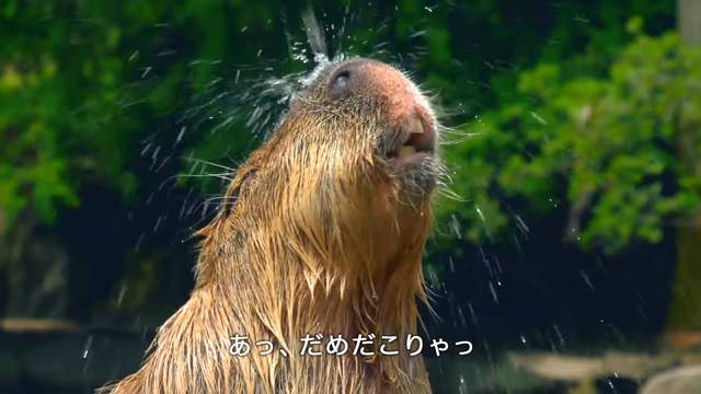 《大塚明夫配音的水豚》低音水豚淋浴好～蘇～湖～