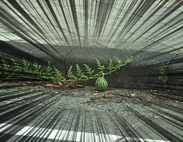 推特爆紅《那顆西瓜》乍看之下的路邊雜草堆竟然長出一顆西瓜！？