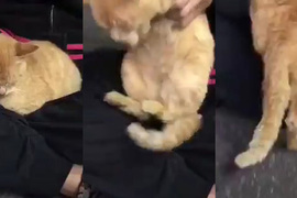 《賴著不走的貓》你是被我選中的人啊~怎麼可以趕我走? 《賴著不走的貓》你是被我選中的人啊~怎麼可以趕我走?