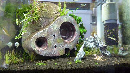 《吉卜力水族箱》弄個特色魚缸天天看超療癒❤❤❤