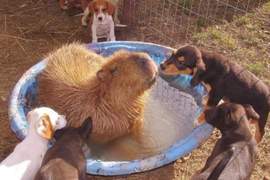 戒心超低《愛泡湯的水豚君是動物人氣王》精通慢活之道的療癒鼠鼠 戒心超低《愛泡湯的水豚君是動物人氣王》精通慢活之道的療癒鼠鼠