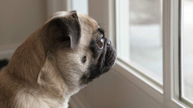 《留狗狗獨自看家的時候》知道這些可能更捨不得留他們看家惹(´;ω;`) 《留狗狗獨自看家的時候》知道這些可能更捨不得留他們看家惹(´;ω;`)