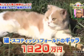 上班族崩潰《動物明星薪水大公開》貓狗一天賺得比你一個月還多…… 上班族崩潰《動物明星薪水大公開》貓狗一天賺得比你一個月還多……