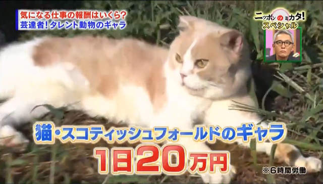 上班族崩潰《動物明星薪水大公開》貓狗一天賺得比你一個月還多…… 上班族崩潰《動物明星薪水大公開》貓狗一天賺得比你一個月還多……