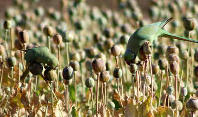 印度農夫困擾《鸚鵡也鴉片上癮》癮一來就去搶罌粟田 印度農夫困擾《鸚鵡也鴉片上癮》癮一來就去搶罌粟田