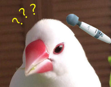 《把按摩當做享受的文鳥》療癒感超強好像真的很舒服耶 《把按摩當做享受的文鳥》療癒感超強好像真的很舒服耶