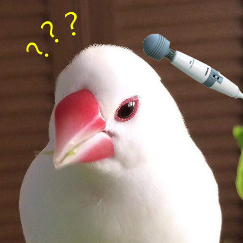 《把按摩當做享受的文鳥》療癒感超強好像真的很舒服耶 《把按摩當做享受的文鳥》療癒感超強好像真的很舒服耶