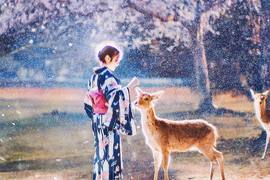 《鏡頭下的日本櫻花美景》美的想讓人馬上飛過去玩 《鏡頭下的日本櫻花美景》美的想讓人馬上飛過去玩