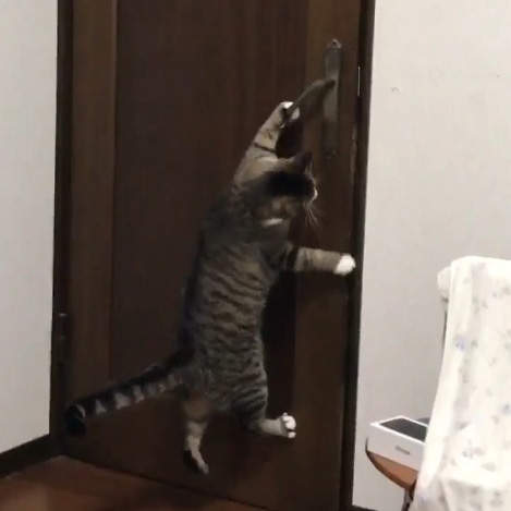 《防止貓咪亂開門的對策》讓貓咪感到困惑的絕招竟然是...... 《防止貓咪亂開門的對策》讓貓咪感到困惑的絕招竟然是......