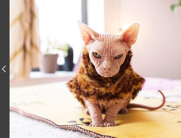 《貓咪日》喵星人日竟然跟把拔節撞檔期呢