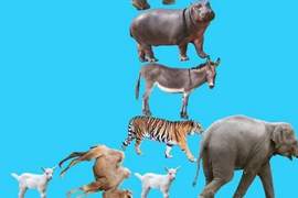 《動物對戰堆塔遊戲》雖然畫面有點冏但卻有讓人著迷的魔力 《動物對戰堆塔遊戲》雖然畫面有點冏但卻有讓人著迷的魔力