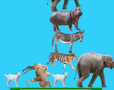《動物對戰堆塔遊戲》雖然畫面有點冏但卻有讓人著迷的魔力 《動物對戰堆塔遊戲》雖然畫面有點冏但卻有讓人著迷的魔力