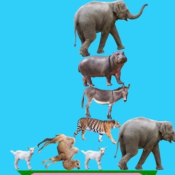 《動物對戰堆塔遊戲》雖然畫面有點冏但卻有讓人著迷的魔力 《動物對戰堆塔遊戲》雖然畫面有點冏但卻有讓人著迷的魔力
