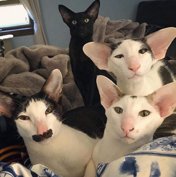 厭世感極強的《小精靈泰國貓》看著看著我都有點厭世了說