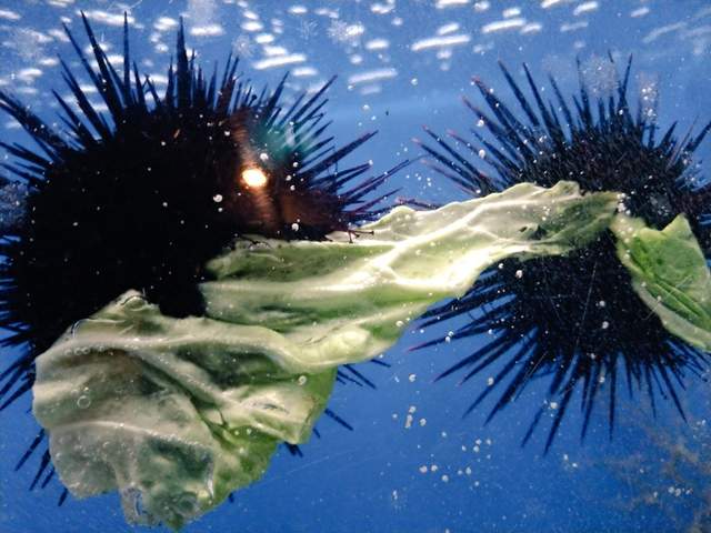 珍奇畫面《進食中的海膽》那小小的嘴巴實在是太萌啦