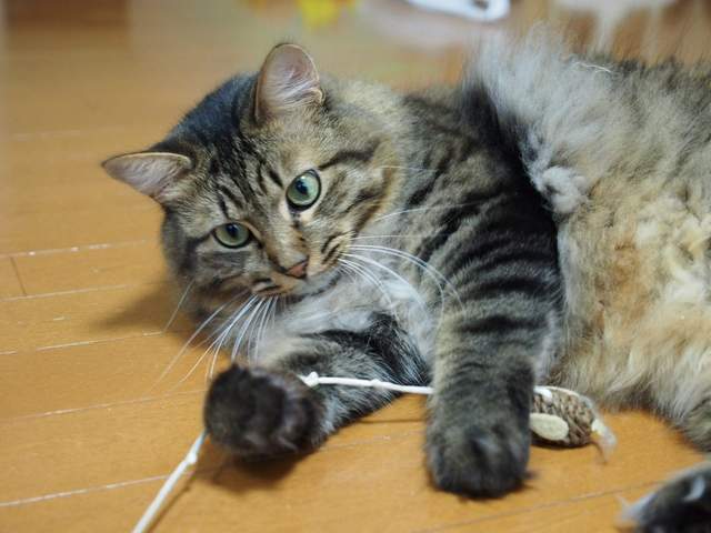 貓飼主注意《玩具老鼠的誤食問題》推民們的實際經驗引發瘋傳 貓飼主注意《玩具老鼠的誤食問題》推民們的實際經驗引發瘋傳