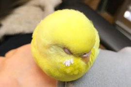 治癒感十足《圓滾滾的鳥》看起來真的很像一顆網球啊XD 治癒感十足《圓滾滾的鳥》看起來真的很像一顆網球啊XD