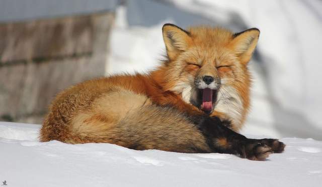 《造訪攝影師的狐狸》為什麼每年冬天都要到人家庭院裡過冬呢？