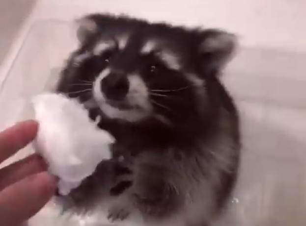 《給浣熊一塊棉花糖》當然只有一種結果了(聳肩) 《給浣熊一塊棉花糖》當然只有一種結果了(聳肩)