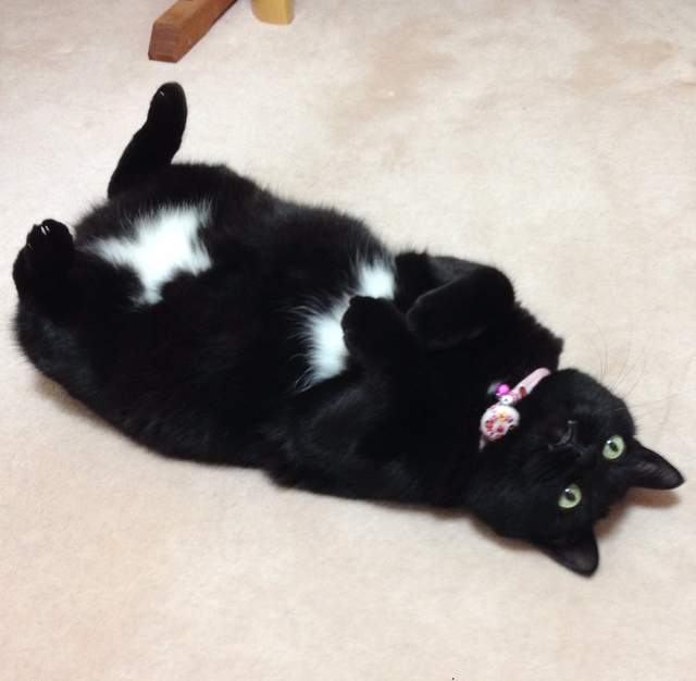 《穿了白內褲的黑貓》魅惑的純白三角地帶♥