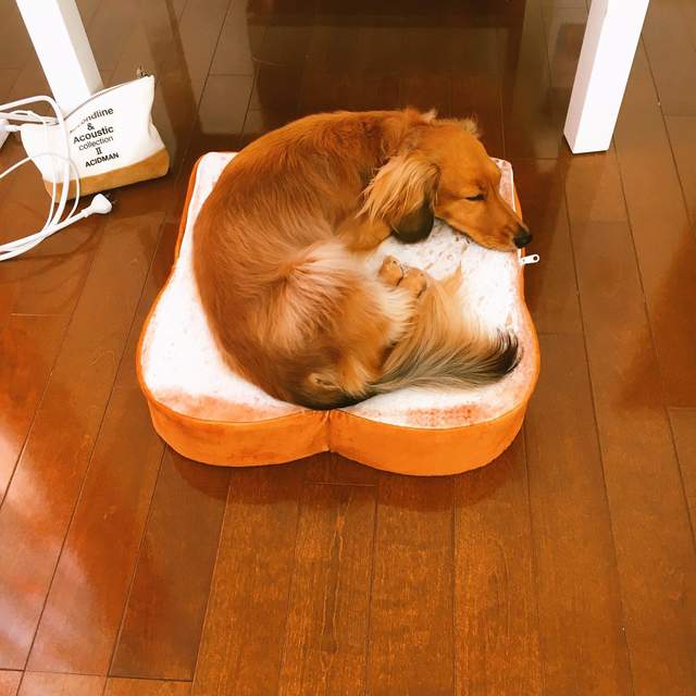 《喜歡吐司抱枕的汪星人》不只有喵星人~我們汪星人也很喜歡唷 《喜歡吐司抱枕的汪星人》不只有喵星人~我們汪星人也很喜歡唷