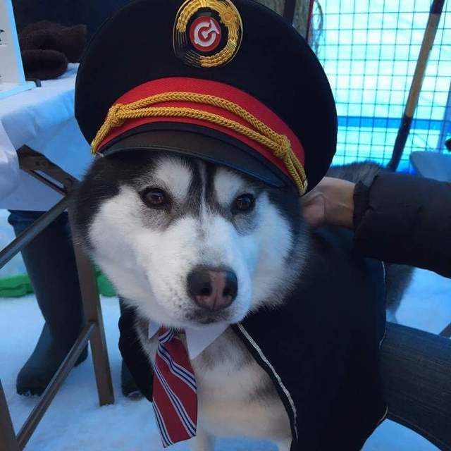 日本《狗站長》帥氣制服模樣為秋田狗狗雪祭揭開序幕♪ 日本《狗站長》帥氣制服模樣為秋田狗狗雪祭揭開序幕♪