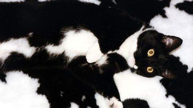 《擬態貓咪》完美的與周圍環境融為一體ΦωΦ