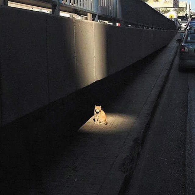 遊戲中毒者看《貓咪在燈上取暖》怎麼感覺都應該去對話或接個任務啊