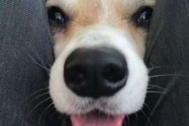 看到洞就想鑽《空隙犬》超可愛影片引發狗狗塞大腿縫流行!?ww 看到洞就想鑽《空隙犬》超可愛影片引發狗狗塞大腿縫流行!?ww