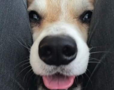 看到洞就想鑽《空隙犬》超可愛影片引發狗狗塞大腿縫流行!?ww 看到洞就想鑽《空隙犬》超可愛影片引發狗狗塞大腿縫流行!?ww
