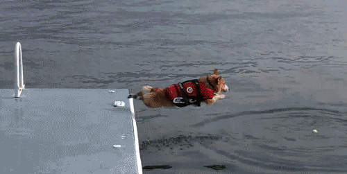 《寵物們驚人的彈跳力》......你們真的有離地嗎？