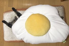 《貓咪三明治》吐司抱枕+貓咪=療癒新口味 《貓咪三明治》吐司抱枕+貓咪=療癒新口味