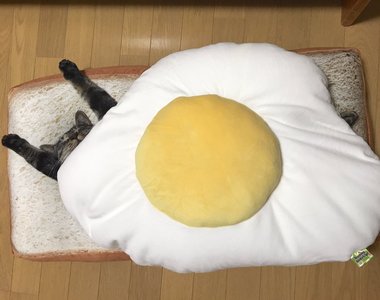 《貓咪三明治》吐司抱枕+貓咪=療癒新口味 《貓咪三明治》吐司抱枕+貓咪=療癒新口味