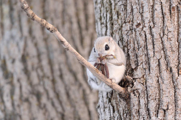 光看就療癒《小飛鼠》雪地小精靈就是你沒錯吧