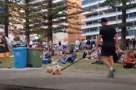 人前表演「我要散步但我不要回家」的狗 所有觀眾都笑了w 人前表演「我要散步但我不要回家」的狗 所有觀眾都笑了w