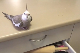 《什麼都丟到桌子外的鳥》你上輩子是不是一隻貓啊? 《什麼都丟到桌子外的鳥》你上輩子是不是一隻貓啊?