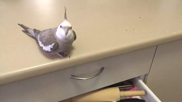 《什麼都丟到桌子外的鳥》你上輩子是不是一隻貓啊? 《什麼都丟到桌子外的鳥》你上輩子是不是一隻貓啊?