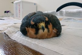 《軟爛老鷹》難道你要轉職成軟Q麻糬嗎? 《軟爛老鷹》難道你要轉職成軟Q麻糬嗎?