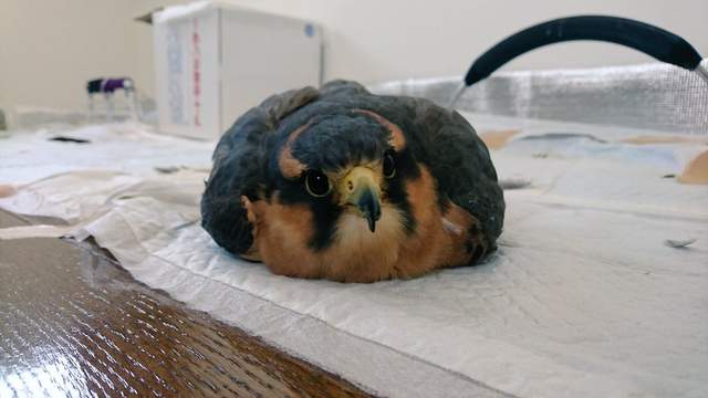 《軟爛老鷹》難道你要轉職成軟Q麻糬嗎？